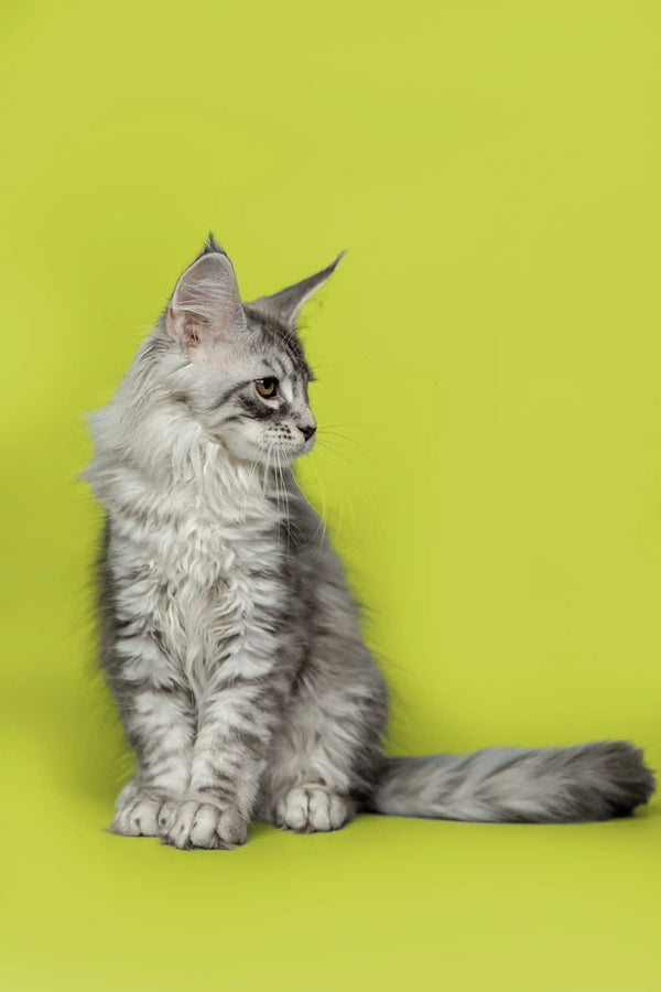 Gray and white long-haired Maine Coon kitten sitting upright, looking adorable