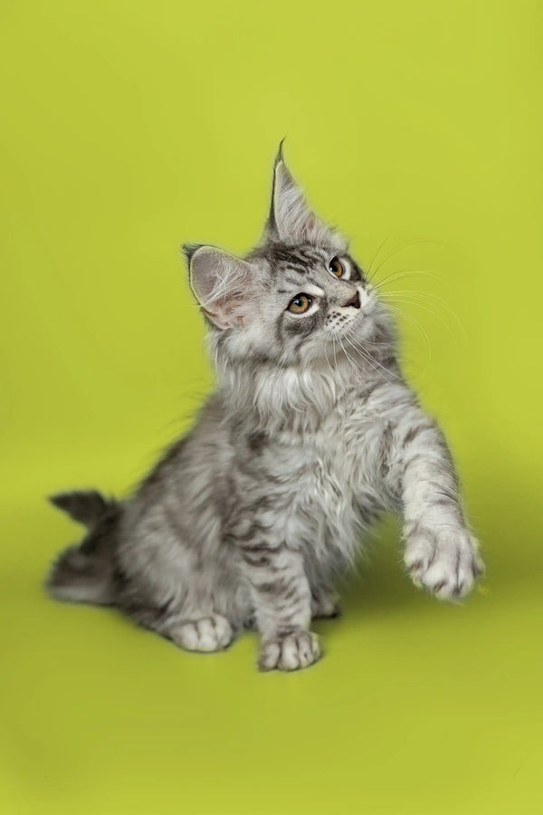 Fluffy gray Maine Coon kitten with pointed ears sitting upright and looking attentive