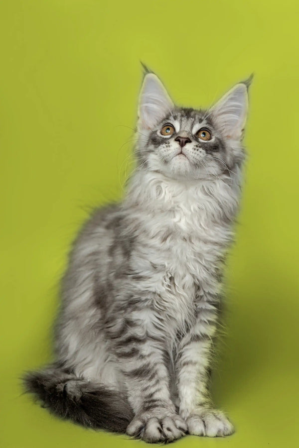 Gray and white Maine Coon kitten with alert expression and pointed ears