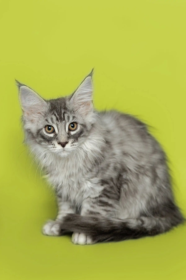 Gray and white Maine Coon kitten with ear tufts - adorable Koda Maine Coon