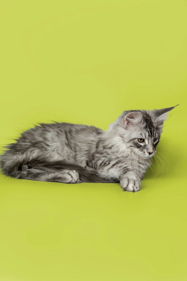 Gray tabby Maine Coon kitten lounging with an alert expression, perfect for pet lovers