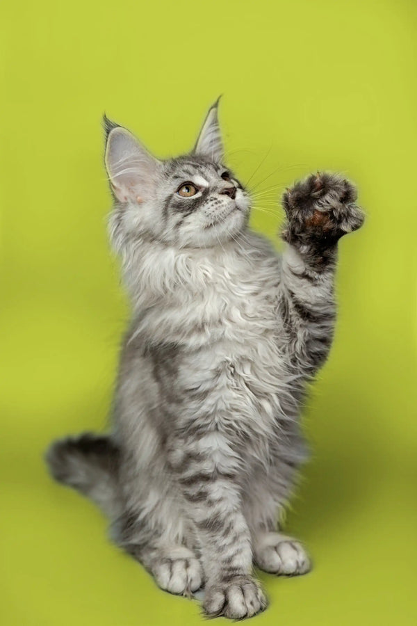 Gray Maine Coon kitten with raised paw on vibrant green, perfect for Koda collection