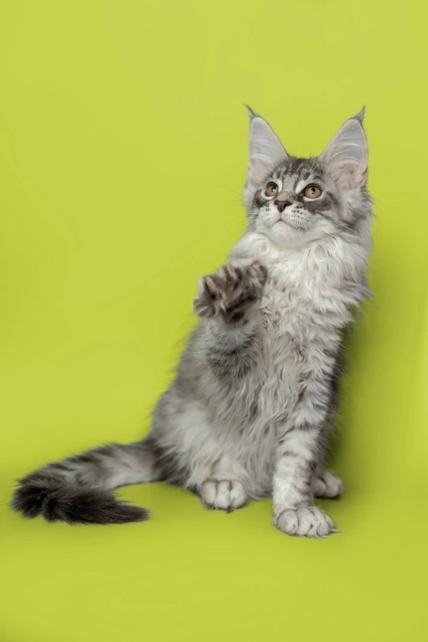 Gray and white Maine Coon kitten with ear tufts sitting upright, perfect for Koda