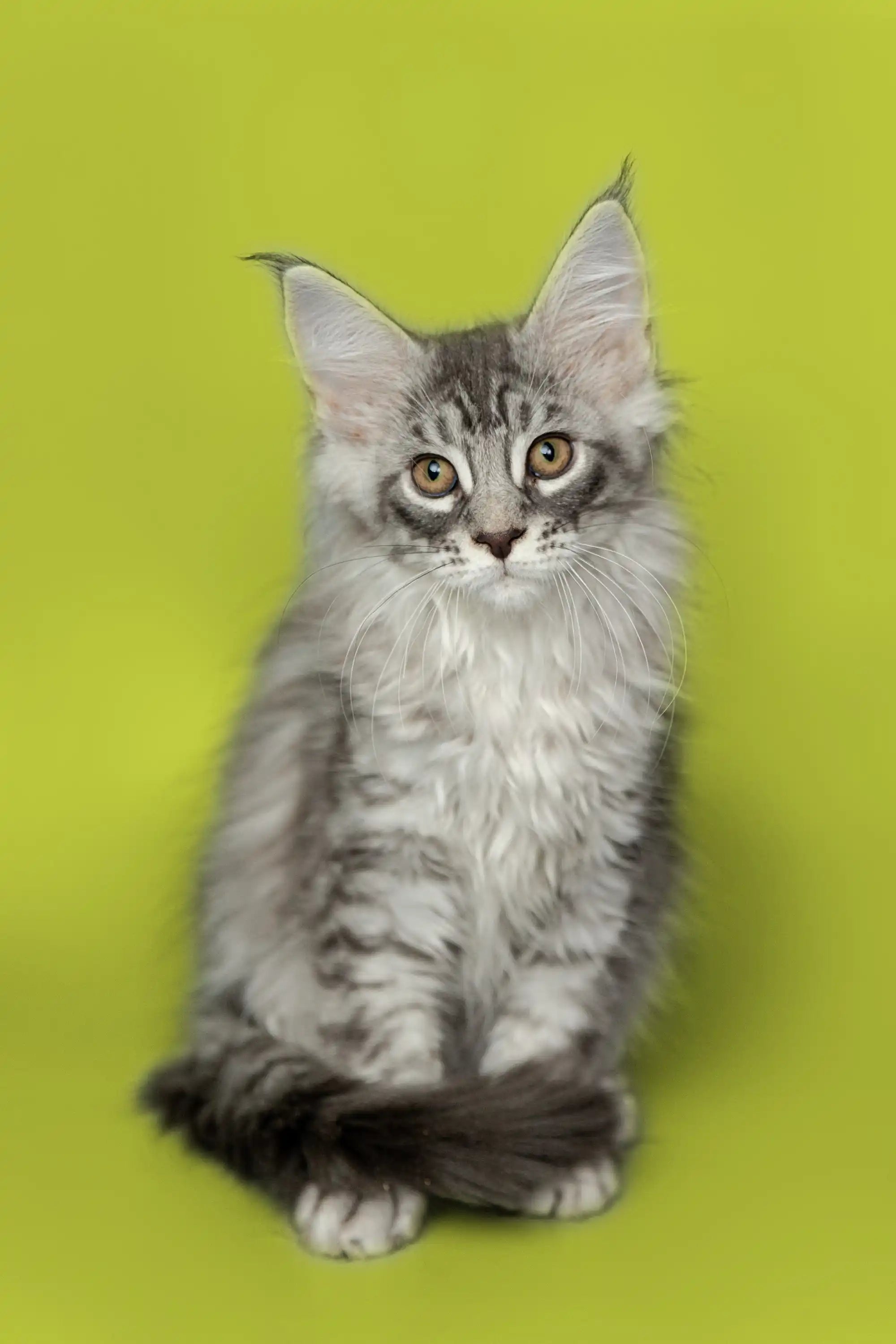 Maine Coon Kittens for Sale Koda| Kitten