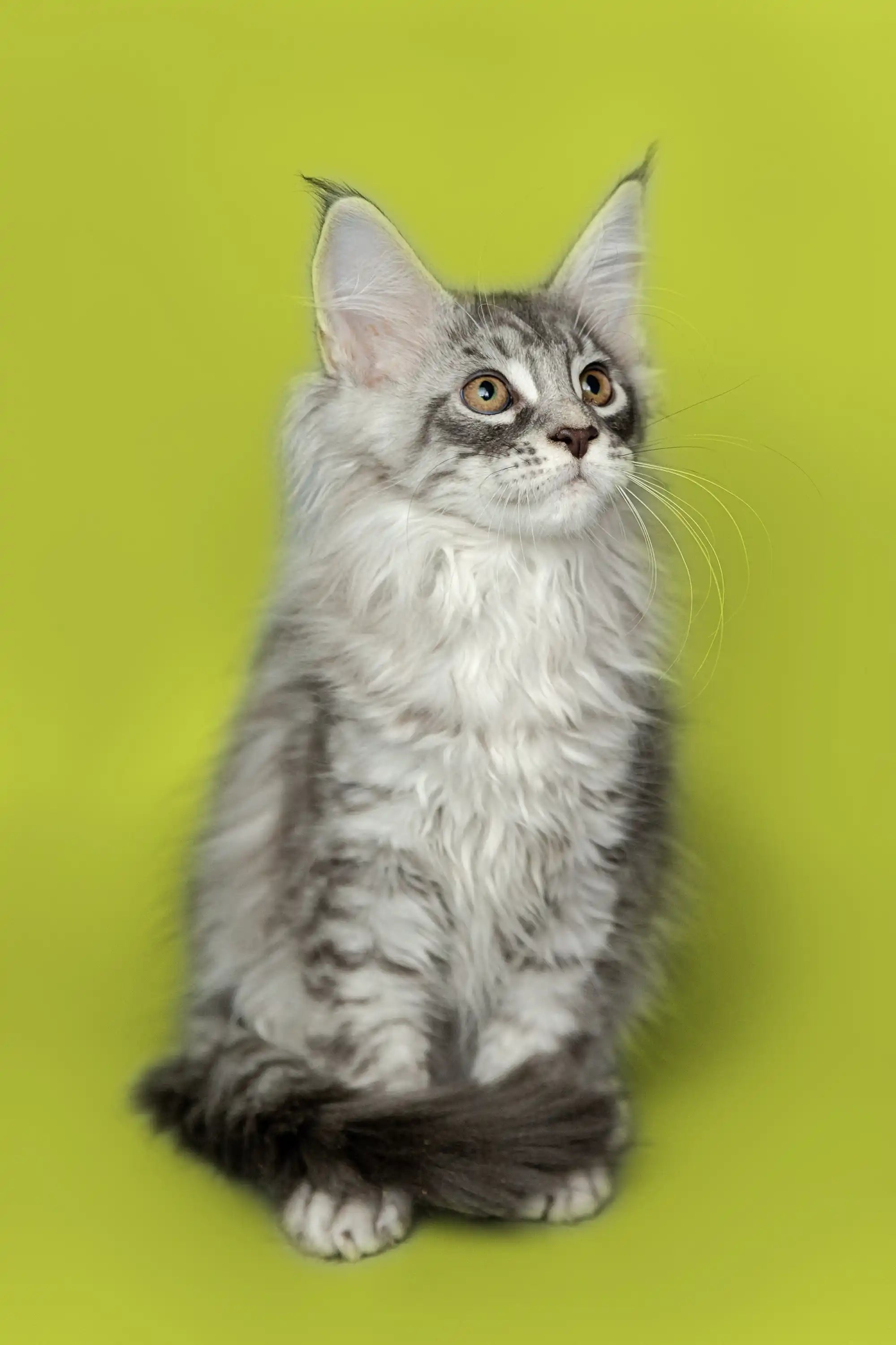 Maine Coon Kittens for Sale Koda| Kitten