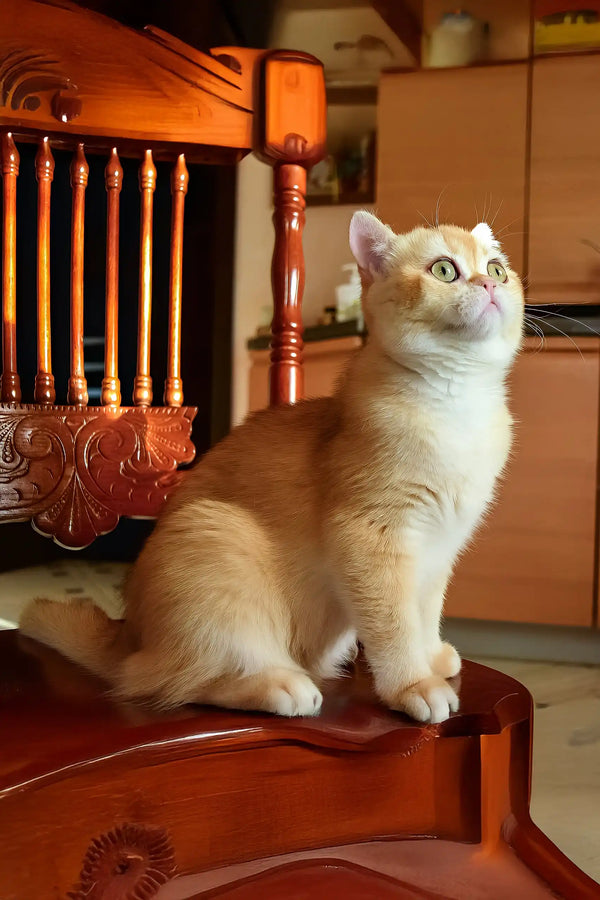 Kollin | british shorthair kitten