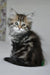 Kora | siberian kitten