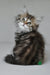 Kora | siberian kitten