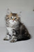 Kora | siberian kitten