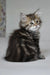 Kora | siberian kitten