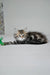 Kora | siberian kitten