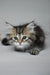 Kora | siberian kitten