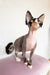 Korra, the adorable hairless Devon Rex kitten with black and white markings