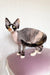 Hairless black and white Devon Rex kitten named Korra, looking adorable and playful