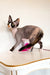 Hairless Devon Rex kitten named Korra with cool black and white markings