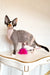 Hairless black and white Devon Rex kitten named Korra, adorable and unique