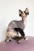 Hairless Devon Rex kitten Korra with a fluffy tail looking adorable and playful