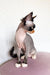 Adorable Korra, a Hairless Devon Rex kitten with striking dark markings