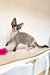 Cute hairless Korra the Devon Rex kitten with unique patterns and playful vibe