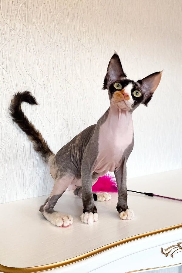 Hairless Devon Rex kitten named Korra with unique and striking markings