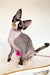 Korra the stunning Devon Rex kitten with unique markings and a hairless look