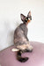 Cute hairless cat with unique facial markings featured in Korra Devon Rex Kitten