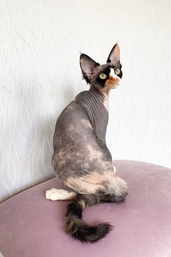 Cute hairless cat with unique facial markings featured in Korra Devon Rex Kitten