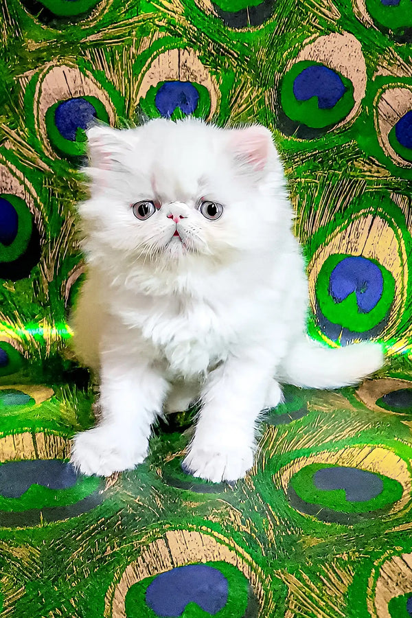 Kralya | persian kitten