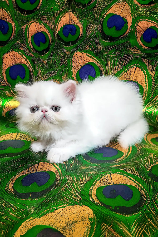 Kralya | persian kitten