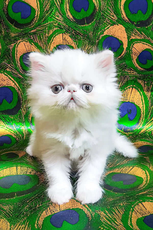 Kralya | persian kitten