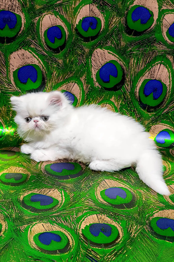 Kralya | persian kitten