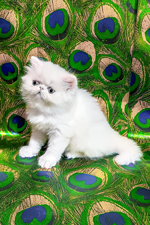 Kralya | persian kitten