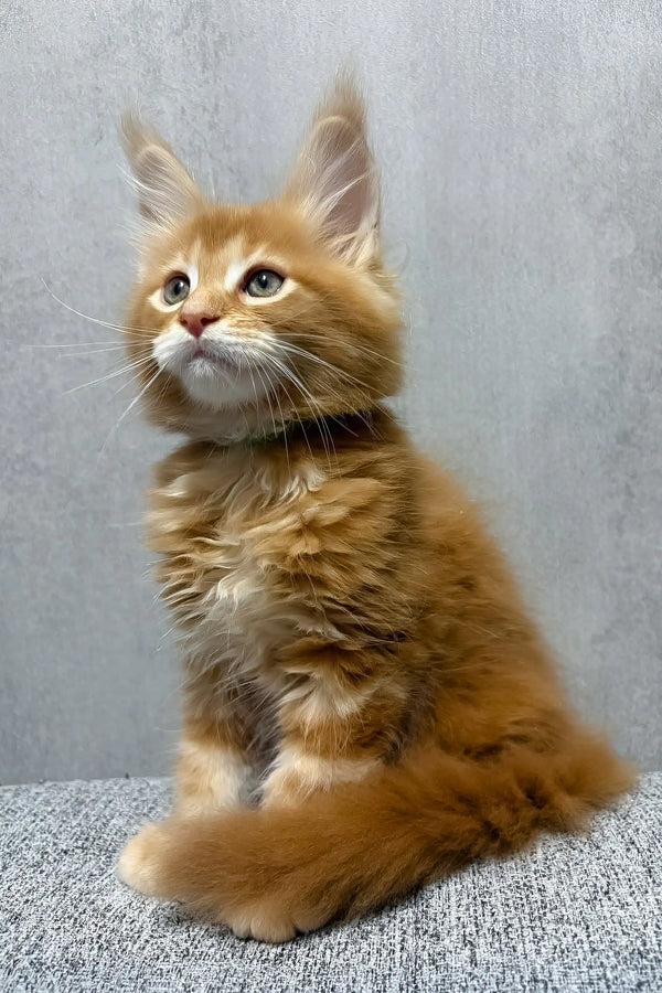 Kratos | maine coon kitten