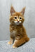 Kratos | maine coon kitten