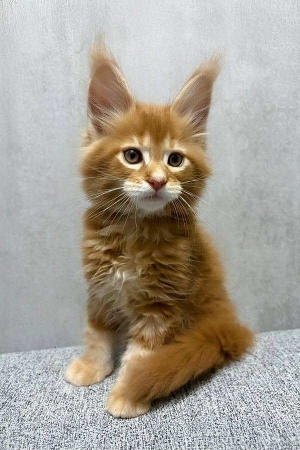 Kratos | maine coon kitten