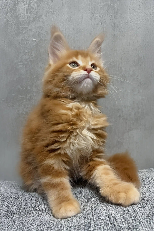 Kratos | maine coon kitten