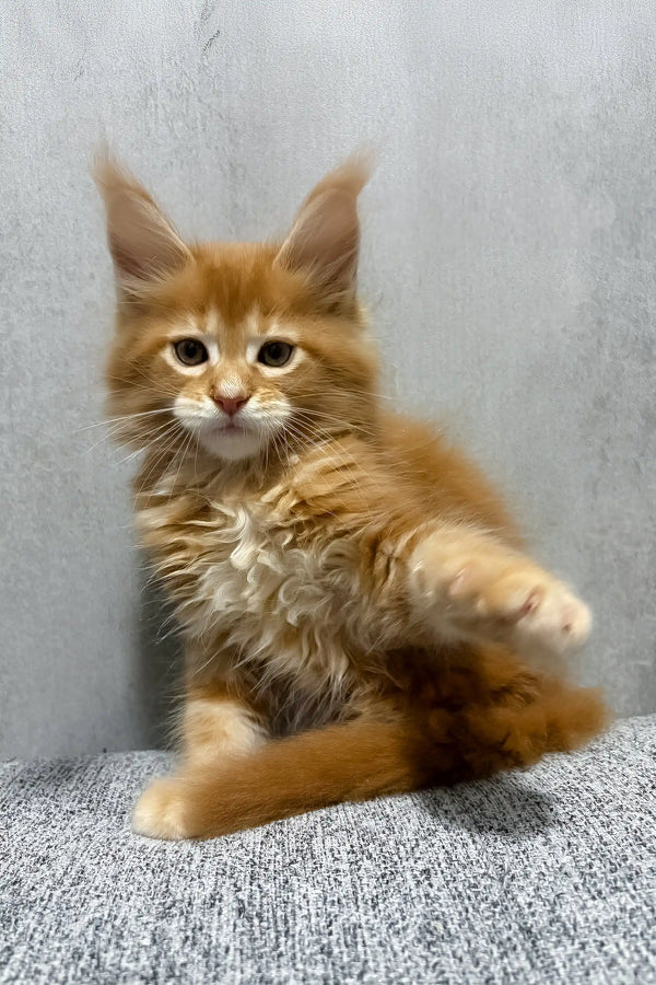 Kratos | maine coon kitten