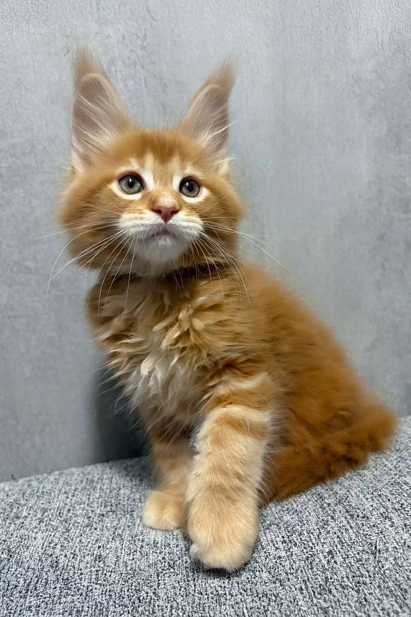 Kratos | maine coon kitten