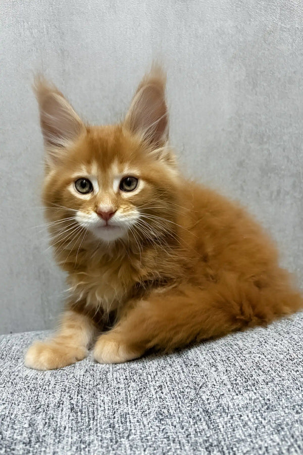 Kratos | maine coon kitten