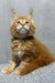 Kratos | maine coon kitten