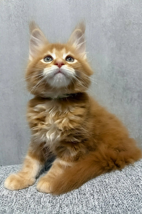Kratos | maine coon kitten