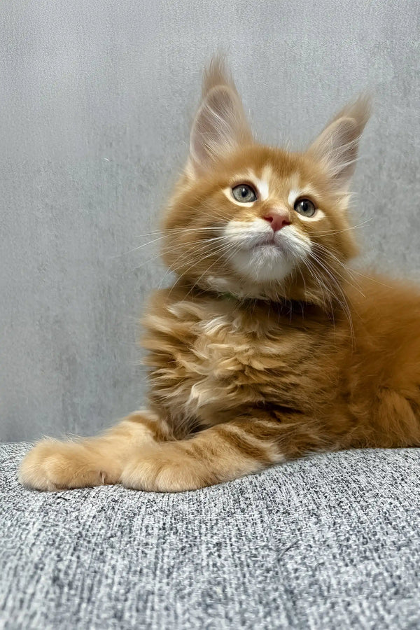 Kratos | maine coon kitten