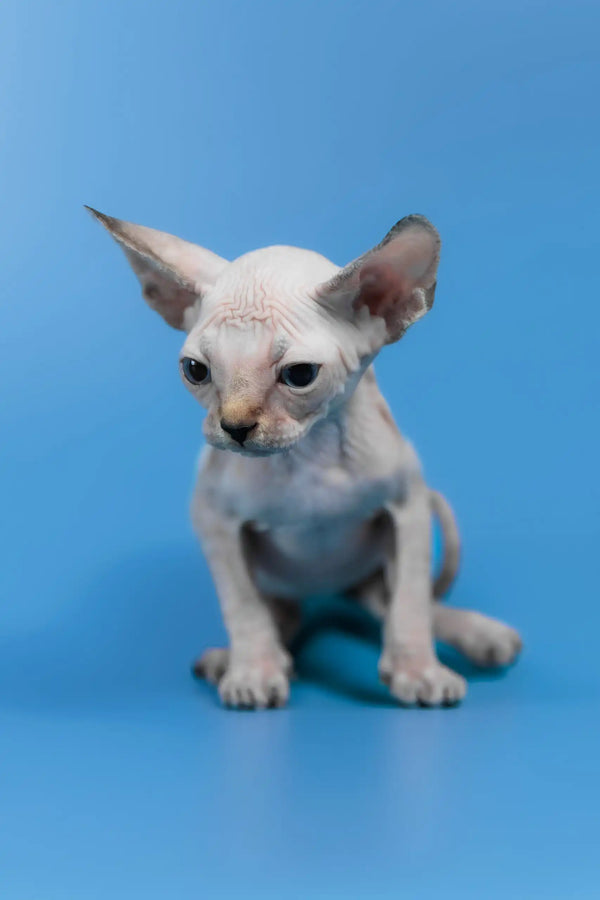 Kris | canadian sphynx kitten