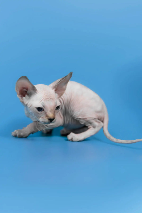 Kris | canadian sphynx kitten