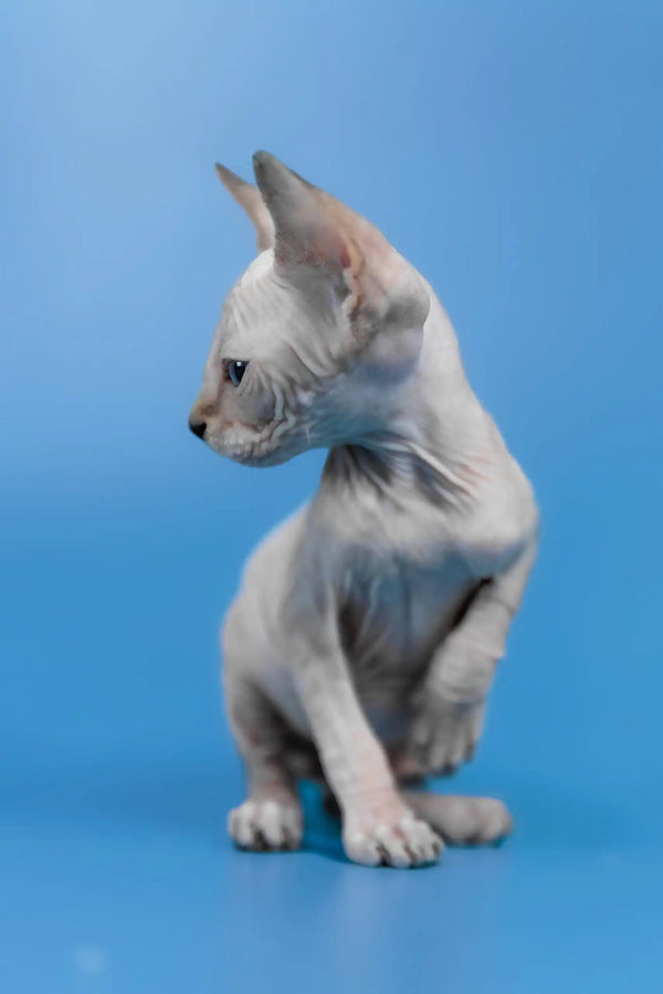 Kris | canadian sphynx kitten