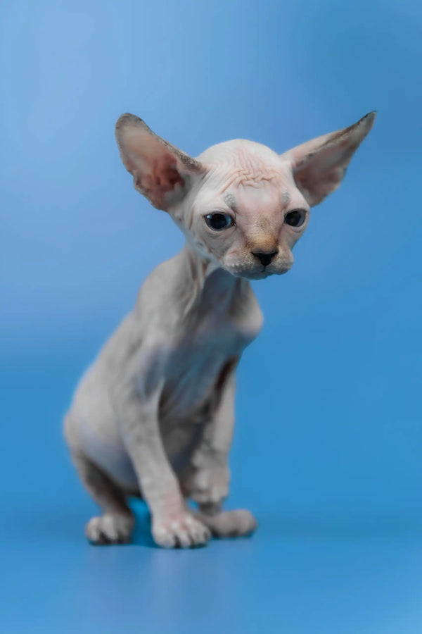 Kris | canadian sphynx kitten
