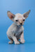 Kris | canadian sphynx kitten