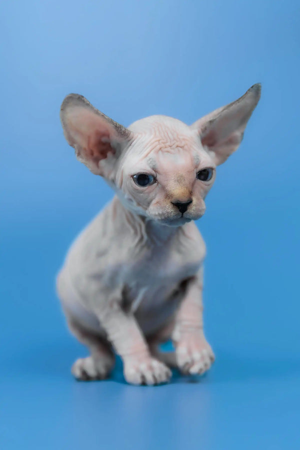 Kris | canadian sphynx kitten