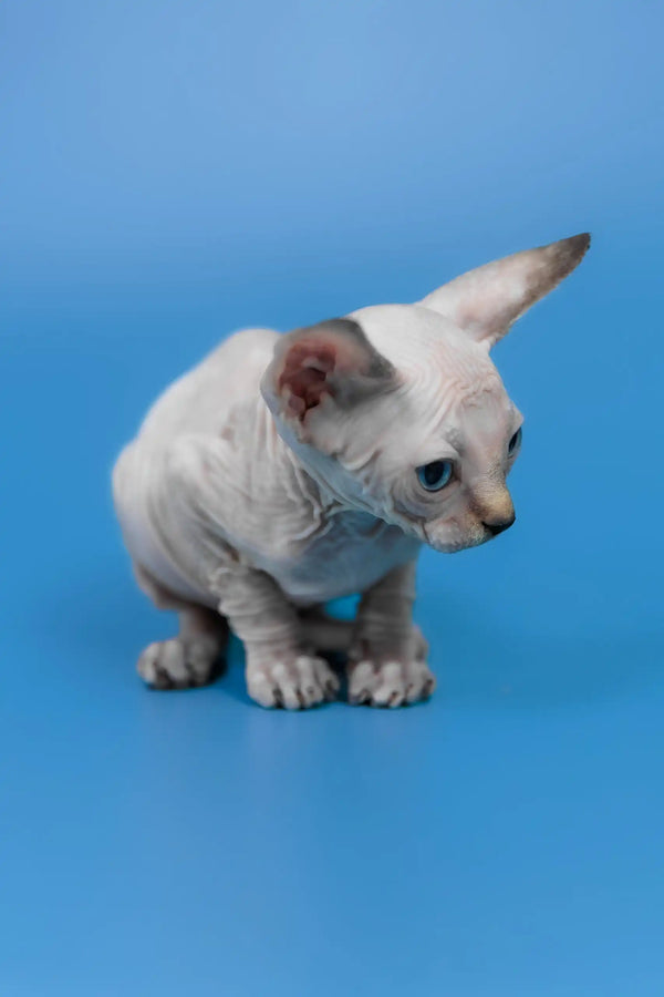 Kris | canadian sphynx kitten
