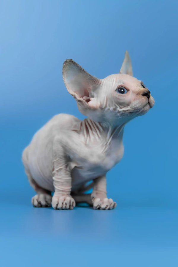 Kris | canadian sphynx kitten